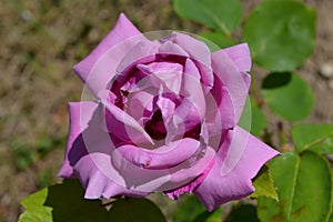 Close up of one large and delicate vivid pink magenta rose in full bloom in a summer garden, in direct sunlight, with blurred gree