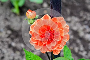 Close up of one large orange flower in full bloom and a small blossom on blurred background, photographed with soft focus in a gar