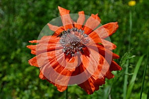 Close up of one large orange red Poppy flower in a sunny summer garden with blurred green background