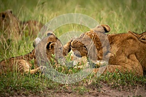 Close-up of one lion cub slapping another