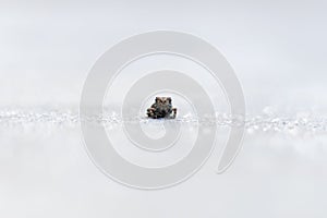 Close up of one little brown and green frog sits alone on white ground. selective focus