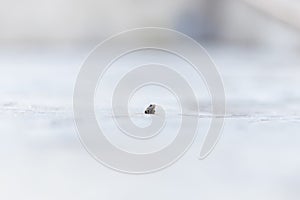 Close up of one little brown and green frog sits alone on white ground. selective focus