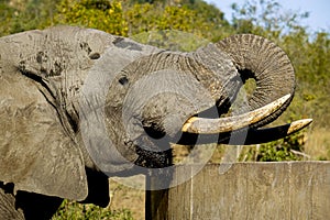 Close-up of One male African Elephant bull drinking water