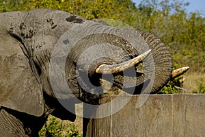 Close-up of One male African Elephant bull drinking water