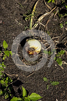 Close-up of one onion lying on the soil