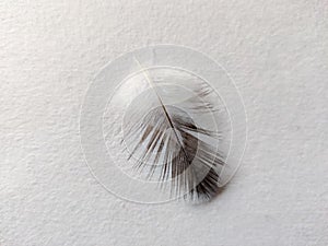 Close up of one pigeon feather