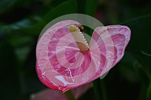 Close up one pink Anthurium flower