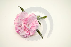 Close up one pink carnation on white background so beautiful.