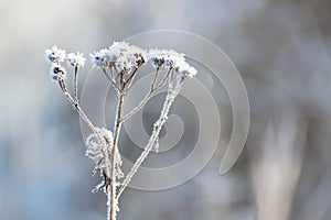 Close up one plant covered in ice in field. Early morning light. Winter scene pretty details. Botanical macro seasonal countryside