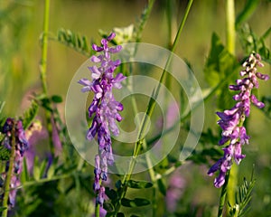 Close up of one purple Hedysarum alpinum ( sulla coronaria) on the sunset photo