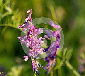 Close up of one purple Hedysarum alpinum ( sulla coronaria) on the sunset