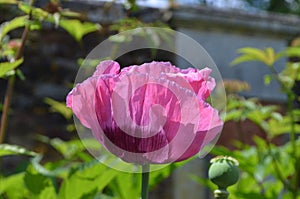 Close up of one purple poppy flower and one small bloom in a British cottage style garden in a sunny summer day, beautiful outdoor