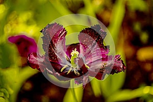 Close up of one purple tulip flower