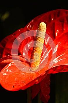 Close up one red Anthurium flower