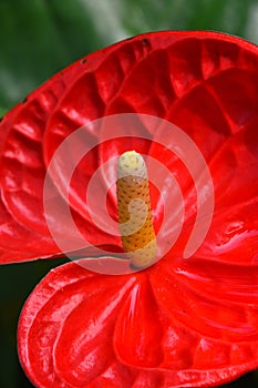 Close up one red Anthurium flower