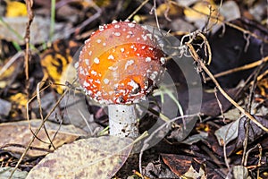 Close-up of one red mushroom among green grass in the autumn forest. Amanita muscaria, known as fly agaric or , is a beautiful bu