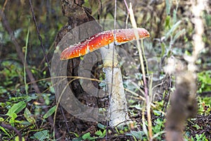 Close-up of one red mushroom among green grass in the autumn forest. Amanita muscaria, known as fly agaric or , is a beautiful bu