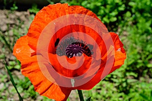 Close up of one red orange poppy flower and blurred small blooms in a British cottage style garden in a sunny summer day, beautifu