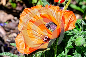 Close up of one red orange poppy flower in a British cottage style garden in a sunny summer day, beautiful outdoor floral backgrou