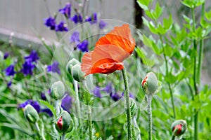 Close up of one red orange poppy flower in a British cottage style garden in a sunny summer day, beautiful outdoor floral backgrou