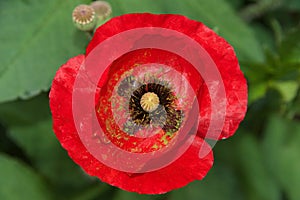 Close up of one red poppy flower