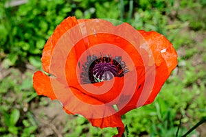 Close up of one red poppy flower in a British cottage style garden in a sunny summer day, beautiful outdoor floral background