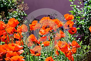 Close up of one red poppy flower in a British cottage style garden in a sunny summer day, beautiful outdoor floral background