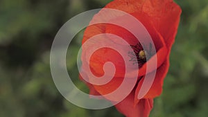 Close up of one red poppy flower in a field in sunlight on a green blurred background. poppies in the meadow. 4 k video