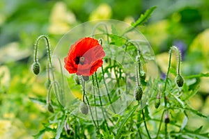Close up of one red poppy flower and small blooms in a British cottage style garden in a sunny summer day, beautiful outdoor flora
