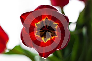 Close up of one red tulip on light background. Amazing blooming flower with natural sunlight on a window selective focus