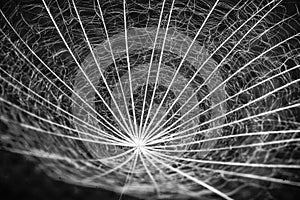 Close-up on one single dandelion seed