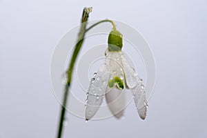 Close up of one single snowdrop flower, on white