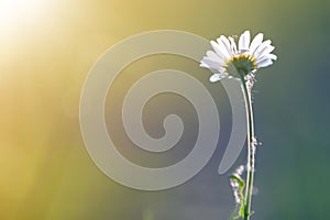 Close-up of one tender beautiful simple white daisy with bright yellow hearts lit by morning sun blooming on high stems on blurred