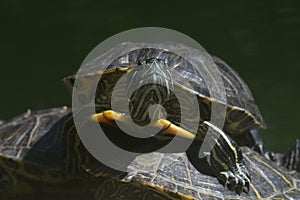 Close-up of one terrapin climbing over another