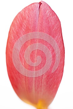 Close up Of One Tulip Petal