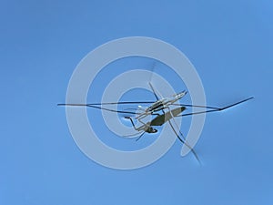 Close-up of one water strider, Gerris