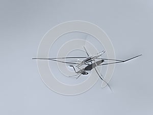 Close-up of one water strider, Gerris, in monochrome