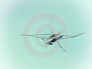 Close-up of one water strider, Gerris, in turquoise