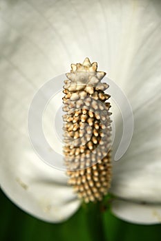 Close up one white Spathiphyllum flower