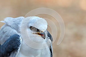 Close up of one white tailed kite crouched down