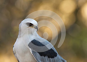 Close up of one White Tailed Kite perched