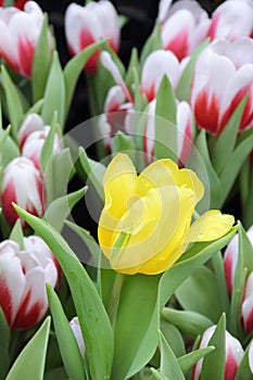 Close up one yellow tulip