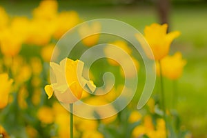 close up of one yellow tulip in flowerbed in garden