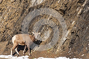 Close-up one young Bighorn Sheep ewe standing on the rocky hillside. Banff National Park in October