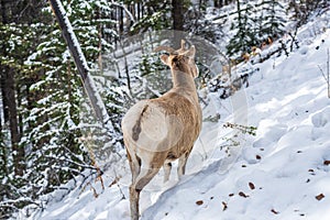 Close-up one young Bighorn Sheep ewe standing in the snowy forest. Banff National Park in October