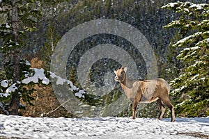 Close-up one young Bighorn Sheep lamb standing in the snowy forest. Banff National Park in October