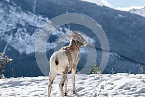 Close-up one young Bighorn Sheep lamb standing in the snowy forest. Banff National Park in October