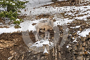 Close-up one young Bighorn Sheep standing on the snowy rocky mountain hillside. Banff National Park