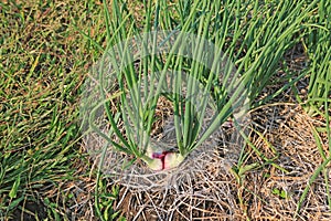 Close-Up Onion bulb in plantation vegetable garden agriculture