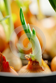 Close-up of an onion bulb seedling in a container on a windowsill indoors at home